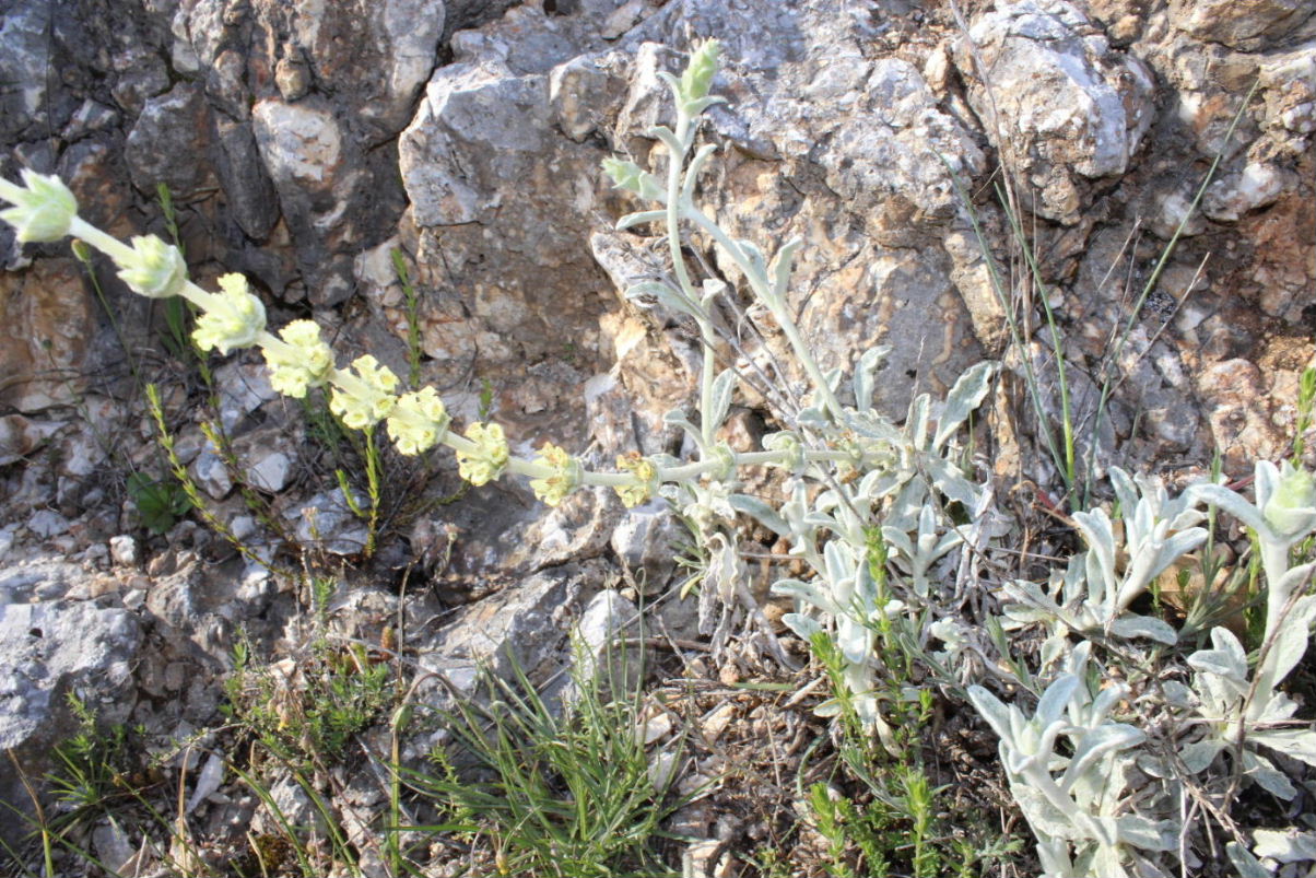 Stachys italica (=Sideritis italica) / Stregonia siciliana